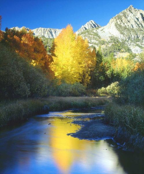 CA, Sierra Nevada Autumn along Bishop Creek